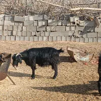 بز ابستن|حیوانات مزرعه|کازرون, |دیوار