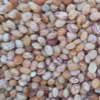 لوبیا چیتی درشت