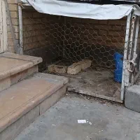 قفس مرغ و خروس