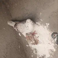 کفتر|پرنده|نیشابور, مازول|دیوار