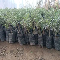 فروش عمده انواع نهال میوه و صنوبر با کیفیت عالی