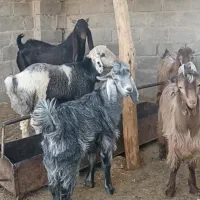 فروشی|حیوانات مزرعه|داراب, |دیوار