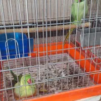 سلام و عرض ادب|پرنده|مشهد, ادیب نیشابوری (شهرک غرب)|دیوار