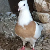 کبوتر طوقی به شرط جوجه کشی|پرنده|مینودشت, |دیوار