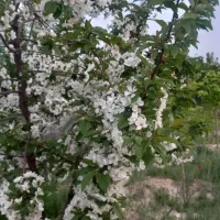 باغ ویلاباغچه زمین از۳۰۰مترتاهکتاری