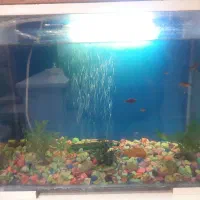 ماهی و اکواریوم