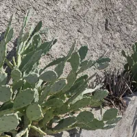 گل کاکتوس|گل و گیاه طبیعی|ری, شهید غیوری (ابن باویه)|دیوار