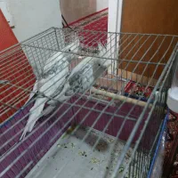 جفت عروس هلندی البینو دوکت