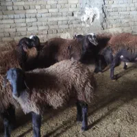 بر نر|حیوانات مزرعه|نهاوند, |دیوار