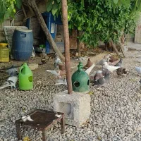 کبوتر رنگی بهبهانی