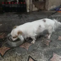 سگ نژاد اشپیتز پامر