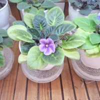 گل بنفشه آفریقایی