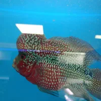 فلاور هورن سایز درشت گرید بالا