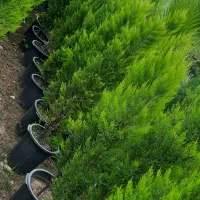 پالم. لاسون. فونیکس. یاس .زامفولیا