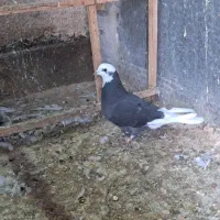 کبوتر|پرنده|بندر ماهشهر, |دیوار