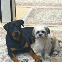 سگ گمشده مژدگانی عالی|حیوانات|کرمانشاه, |دیوار