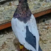 سینه تافته ای وتعداد۶عدد سینه سیاه فوق العاده|پرنده|مرودشت, ابوذر شمالی|دیوار