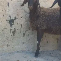 بره هترو