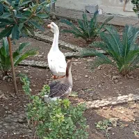 فروش غاز و خروس بالغ|حیوانات مزرعه|چالوس, |دیوار