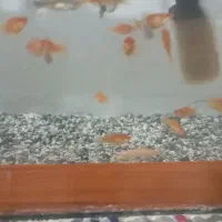 فروش ماهی واکواریم|ماهی|سبزوار, نواب صفوی|دیوار