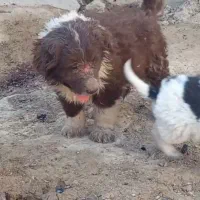 توله سگ قدرجونی|سگ|کرمان, |دیوار