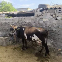 فروش گاو شیری با گوساله ی نر|حیوانات مزرعه|قشم, |دیوار