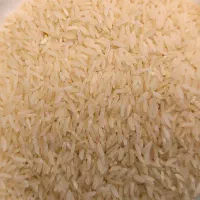 فروش برنج طارم هاشمی اعلا از مزرعه بابل