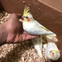 عروس هلندی|پرنده|بندرعباس, |دیوار