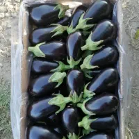 بادمجون لامپی