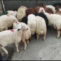گوسفند جوان وچاق میش زنده جهت قربانی|حیوانات مزرعه|قزوین, |دیوار