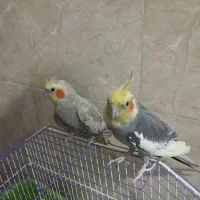 عروس هلندی،طوطی