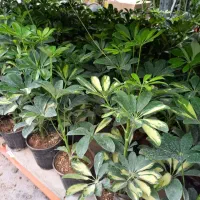 گیاه شفلرا|گل و گیاه طبیعی|تهران, عباسآباد|دیوار