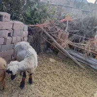 قوچ|حیوانات مزرعه|میمند, |دیوار