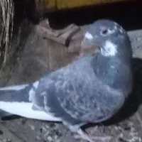 کبوتر|پرنده|بروجرد, |دیوار