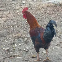 خروس|حیوانات مزرعه|سروآباد, |دیوار