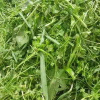 سبزی های خانگی بابهترین طعم وکیفیت|خوردنی و آشامیدنی|شیراز, کوشک بیدک|دیوار