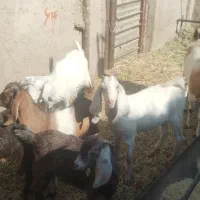 گوسفند فروشی