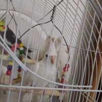 عروس هلندی سخنگو و سالم