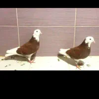 قرمز شازدا بنشان