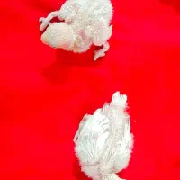 ا تعداد ۵عدد گرینچیک سخنگو و رام آواز خوان  ۱عدد|پرنده|طبس, |دیوار