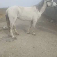 مادیان سفید