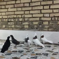 کبوتر توقی|پرنده|سوسنگرد, |دیوار