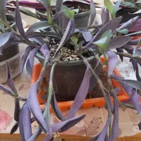 گل زیپلین و قلب ارغوان|گل و گیاه طبیعی|هشتگرد, فاز ۱ مهستان|دیوار