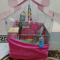 یک جفت عروس هلندی