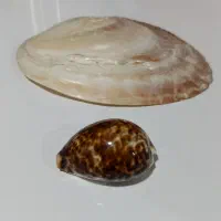 صدف وارداتی