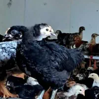 فروش جوجه محلی 50روزه