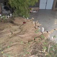 جارو|لوازم نظافت|تربتحیدریه, شهرک ولیعصر|دیوار