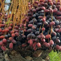 اجاره ۶هکتار