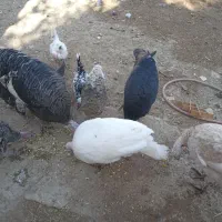 بوقلمون نر و ماده جوان|حیوانات مزرعه|تاکستان, |دیوار