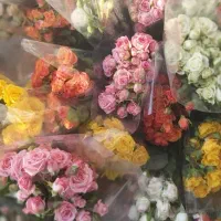 پخش گل از گلخانه(پخش گل سید)|گل و گیاه طبیعی|ری, بازار گل خاوران|دیوار